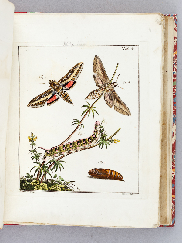 photo n°10 : Archives de l'Histoire des Insectes, publiées en allemand. Traduites en françois.