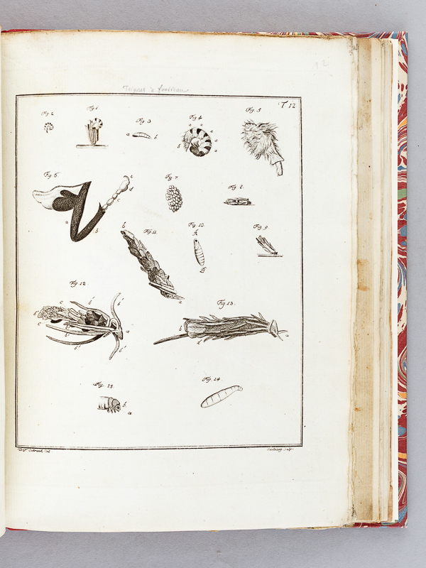 photo n°12 : Archives de l'Histoire des Insectes, publiées en allemand. Traduites en françois.
