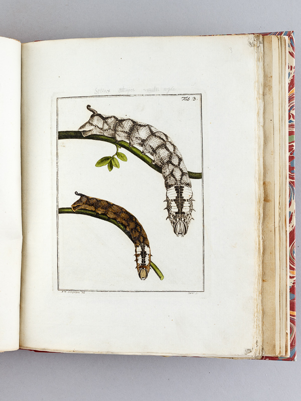 photo n°16 : Archives de l'Histoire des Insectes, publiées en allemand. Traduites en françois.
