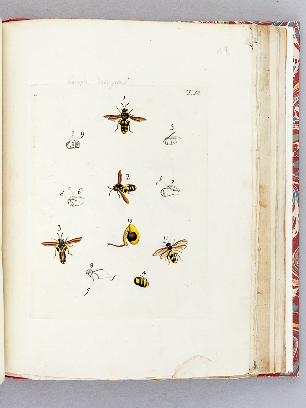 photo n°17 : Archives de l'Histoire des Insectes, publiées en allemand. Traduites en françois.