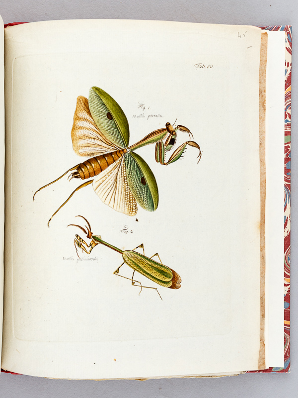 photo n°5 : Archives de l'Histoire des Insectes, publiées en allemand. Traduites en françois.