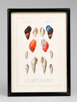 Mollusques. Planche 20 : Bulime de Mendor, Bulime buriné, Bulime pudique, Bulime pantagruel, Bulime vengeur, Maillet Chrysalide [ Gravure coloriée extraite du Dictionnaire universel d'Histoire Naturelle de d'Orbigny ]