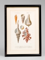 Mollusques. Planche 21 : Nérinée tuberculeuse - Cérite chenille - Turbinelle poire - Cancellaire obtuse - Fuseau longirostre - Rocher Palme de rosier [ Gravure coloriée extraite du Dictionnaire universel d'Histoire Naturelle de