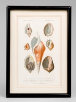 Mollusques. Planche 22 : Strombe variable - Concholépas du Pérou - Ricinule digitée - Licorne lèvre épaisse - Rostellaire bec arqué - Casque zèbre - Pourpre persique [ Gravure coloriée extraite du Di