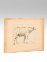 Dessin original au crayon signé par l'artiste [ étude de buffle d'eau ]