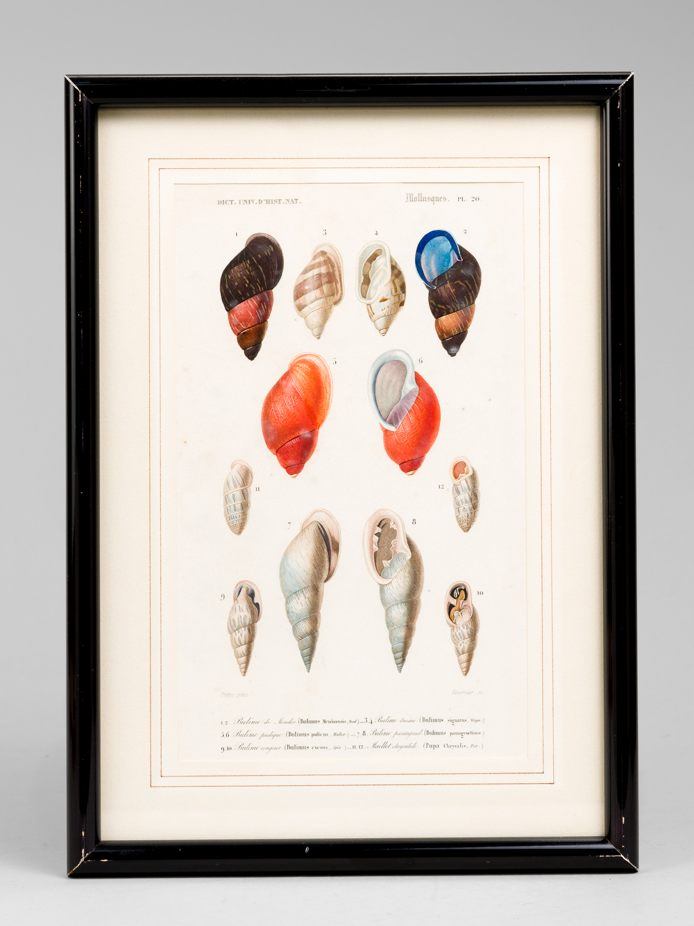 photo n°5 : Mollusques. Planche 20 : Bulime de Mendor, Bulime buriné, Bulime pudique, Bulime pantagruel, Bulime vengeur, Maillet Chrysalide [ Gravure coloriée extraite du Dictionnaire universel d'Histoire Naturelle de d'Orbigny ]