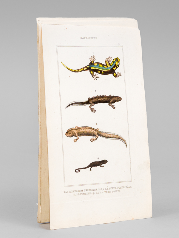 photo n°8 : Batraciens [ Lot de 6 planches coloriées au pinceau ] Salamandre terrestre ; Salamandre à queue plate mâle ; Salamandre à trois doigts - Grenouille commune ; la Rousse ; la Sonnante - La Grenouille réticulaire ; La Patte