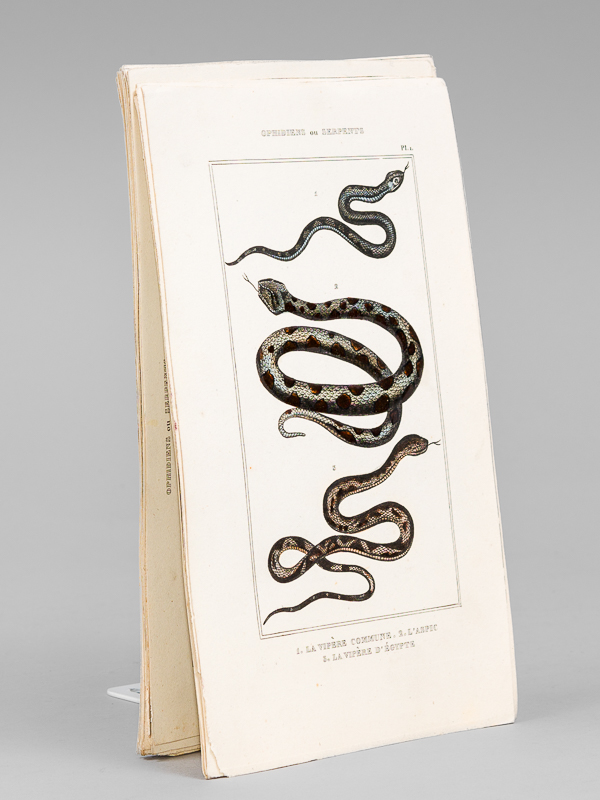 photo n°8 : Ophidiens ou Serpents [ Lot de 20 planches coloriées au pinceau ] La Vipère commune ; L'Aspic ; La Vipère d'Egypte - Le Naja ou Serpent à Lunettes ; Le Chayque - L'Hoemachate ; La Brasilienne - La vipère fer-de-lance ; L