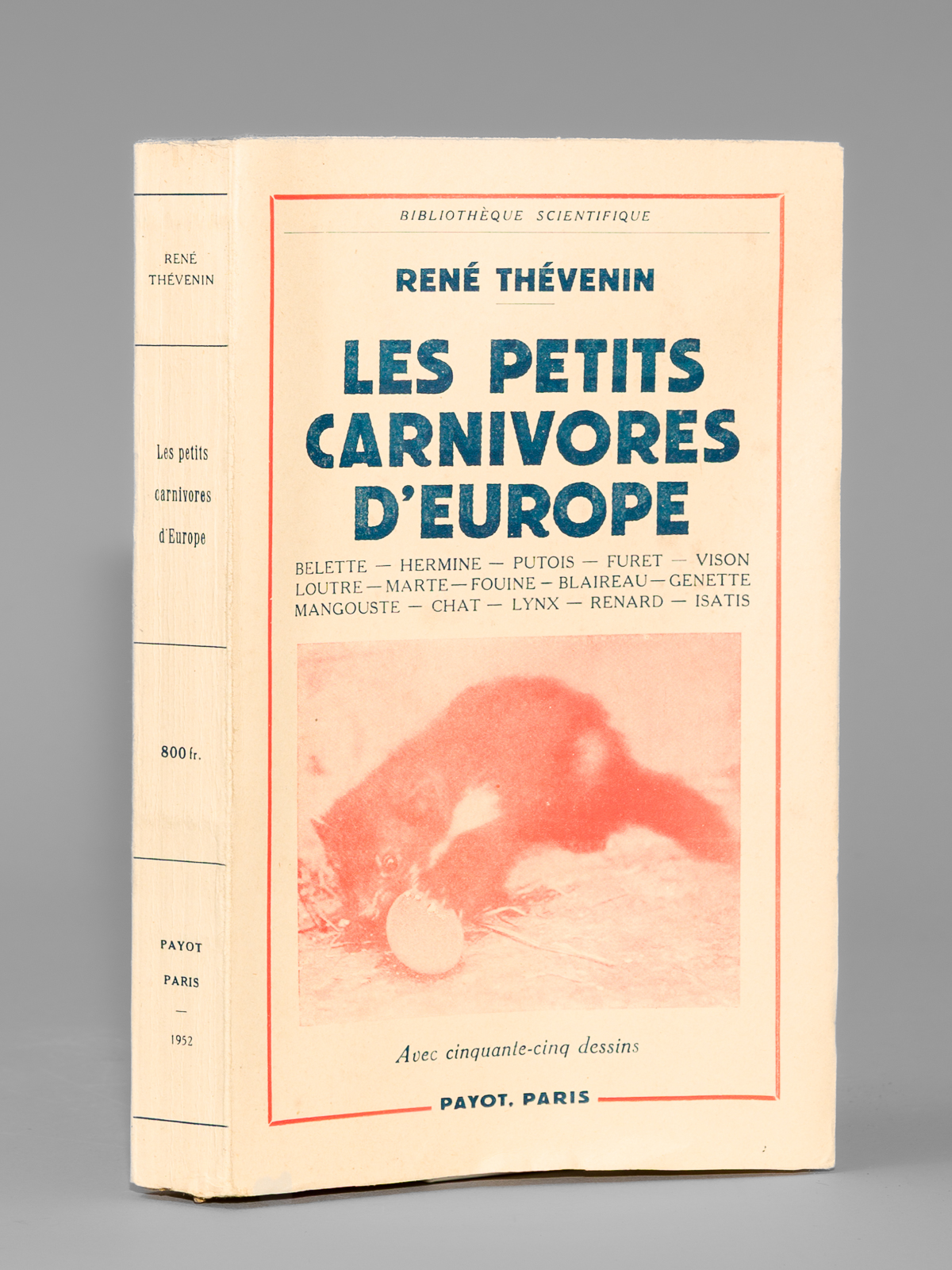 photo n°8 : Les petits carnivores d'Europe. Belette, hermine, putois, furet, vison, loutre, marte, fouine, blaireau, genette, mangouste, chat, lynx, renard, isatis.